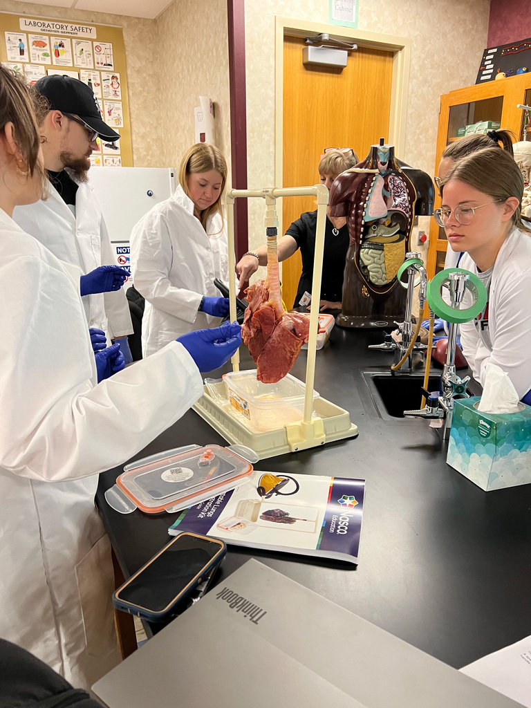 Student's examining a pig's lung