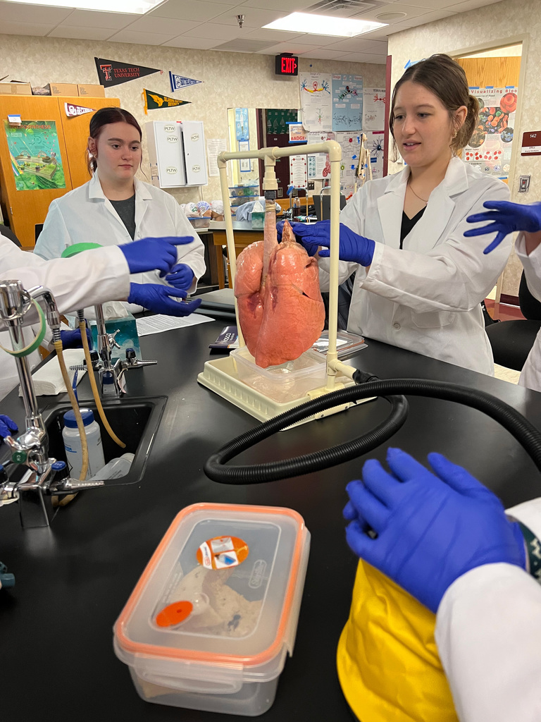 Student's examining a pig's lung